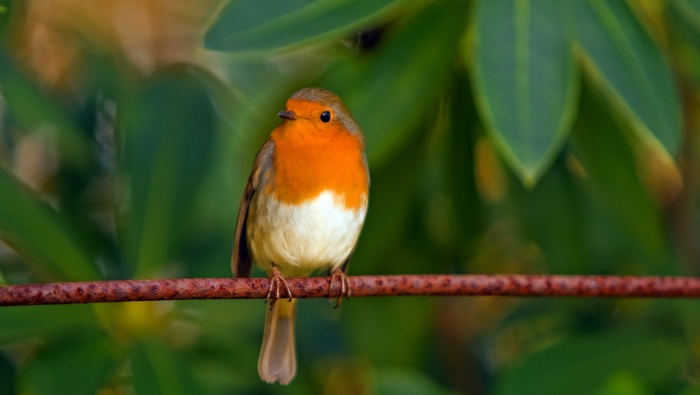 Robin on a branch picture desktop wallpaper