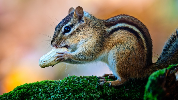 Cute little squirrel pictures desktop wallpaper