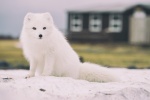 Arctic fox pictures desktop wallpaper
