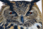 great horned owl pictures