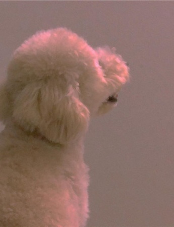 小清新治癒系微信背景圖