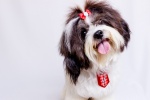 Shih Tzu dog pictures desktop wallpaper
