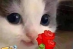 Cat holding rose emoticon pack