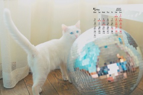 May 2021 Cute Cat Desktop Calendar Wallpaper
