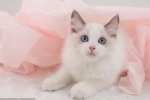 Ragdoll cat pictures
