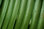 2021年9月綠色植物護眼高清日曆壁紙圖片