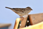Chirping gray sparrow pictures