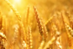 Ripe wheat HD picture material wallpaper