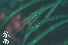 二十四节气谷雨图片桌面壁纸