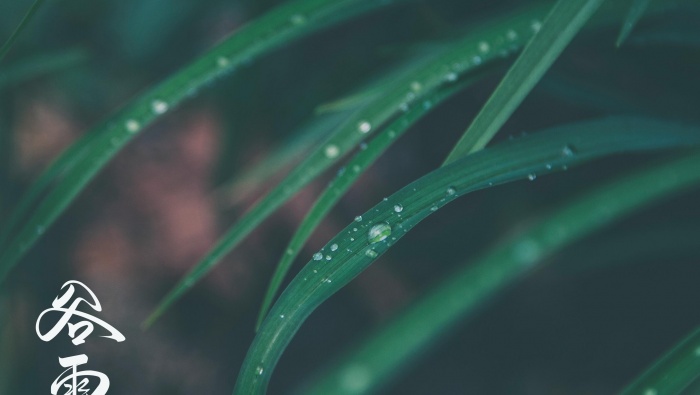 二十四節氣穀雨圖片桌麵壁紙