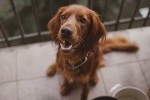 Irish Setter Dog Pictures Desktop Wallpaper