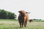 Long haired Scottish cow pictures