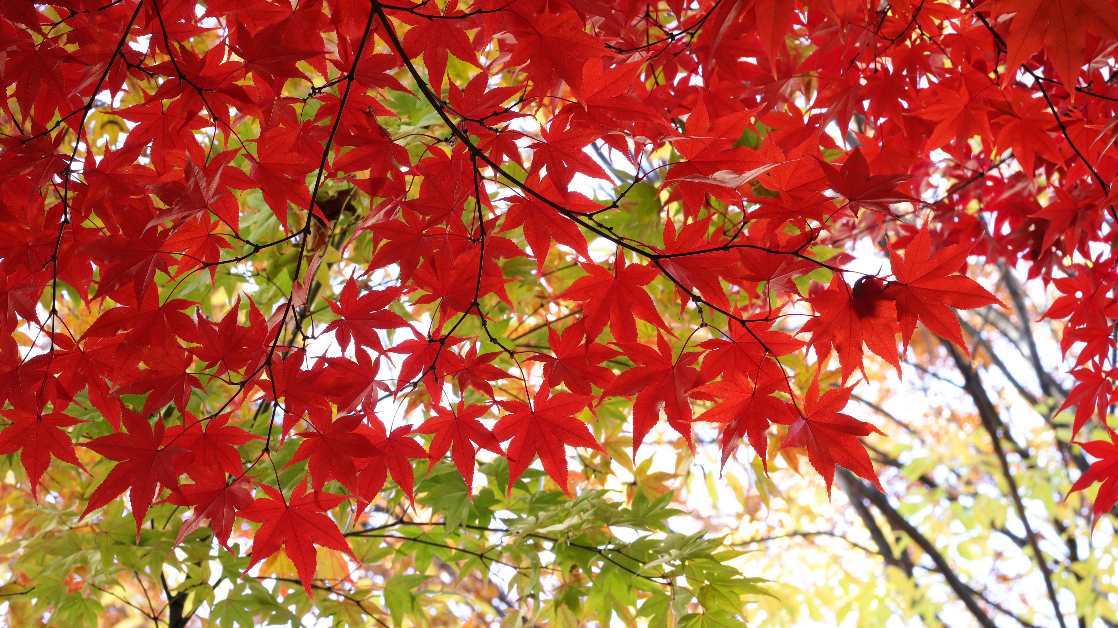 红色枫叶唯美风景桌面壁纸