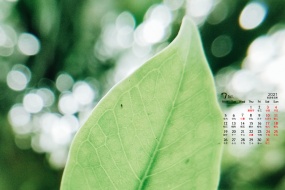 July 2021 green eye protection desktop calendar wallpaper