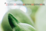 Eye-protecting green plants desktop calendar wallpaper for August 2021