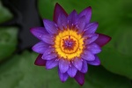 HD water lily pictures