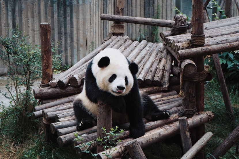 中国国宝大熊猫图片