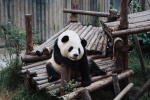 Pictures of China's national treasure giant panda