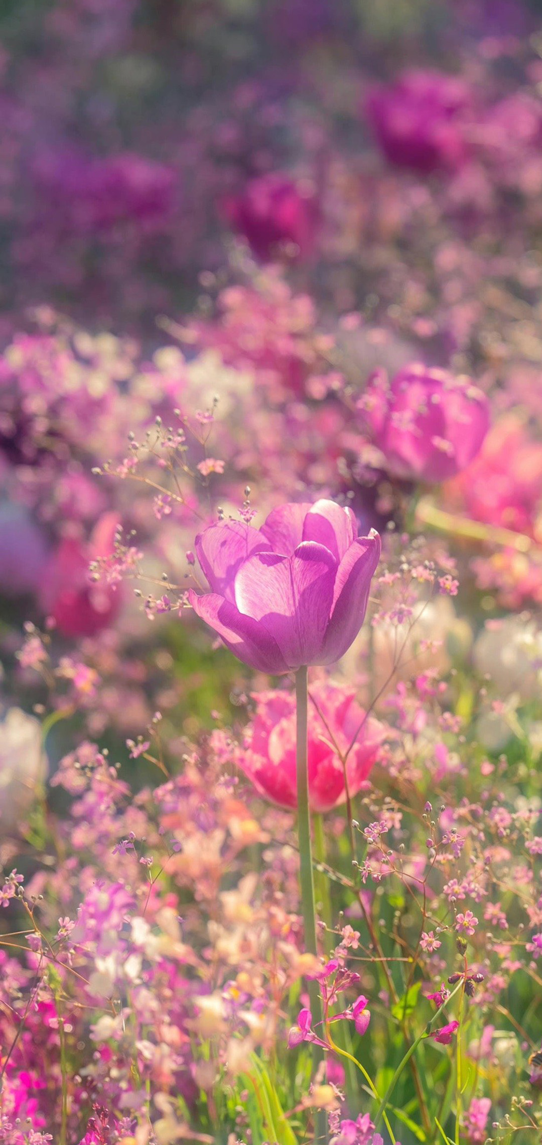 五月的花卉美景图片手机壁纸