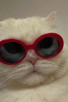 Super cute pet avatar pictures