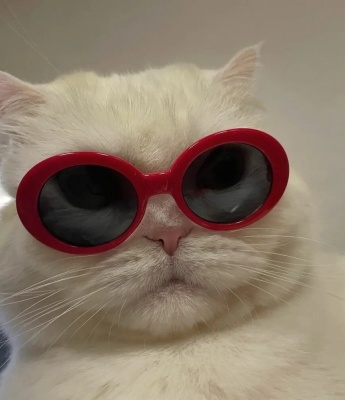 超可爱的萌宠头像图片