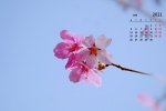 April 2021 cherry blossom pictures desktop calendar wallpaper