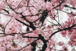HD cherry blossom photography pictures desktop wallpaper