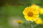 May 2021 small fresh flowers and plants desktop calendar wallpaper