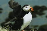 arctic puffin pictures