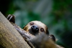 Sloth Pictures Cute Sloth Pictures