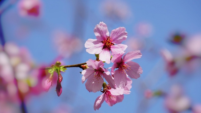 Spring cherry blossoms HD photography pictures desktop wallpaper