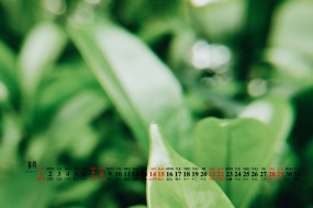 Eye-protecting green plants desktop calendar wallpaper for August 2021