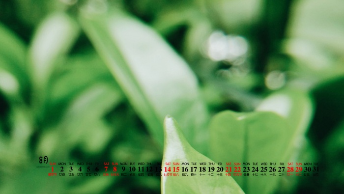 2021年8月護眼綠植桌麵日曆壁紙