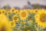 Sunflowers in the sun pictures desktop wallpaper