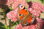 Beautiful peacock butterfly pictures