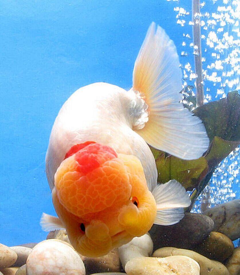 可爱的兰寿金鱼