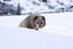 Arctic fox pictures desktop wallpaper