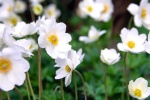 Anemone picture material HD wallpaper