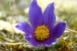 HD Wildflower Pulsatilla Pictures Desktop Wallpaper