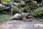 Sloth Pictures Cute Sloth Pictures