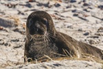 Seal pictures on the beach