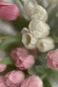 HD ins vertical screen mobile wallpaper