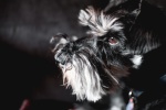 Cute and cute Schnauzer pictures
