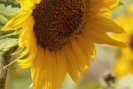 Sunflower sunflower mobile wallpaper