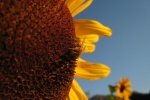 yellow sunflower pictures