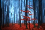 Autumn forest full of red leaves picture wallpaper