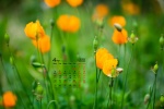 April 2022 Flowers and Plants Desktop Calendar Wallpaper