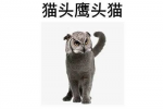猫头鹰头猫