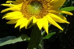 yellow sunflower pictures