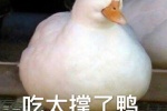 吃太撑了鸭
